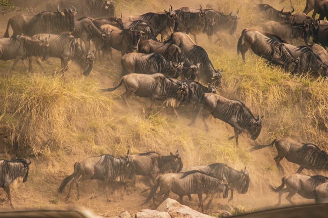 A wildebeest herd kicking up dust on the Serengeti