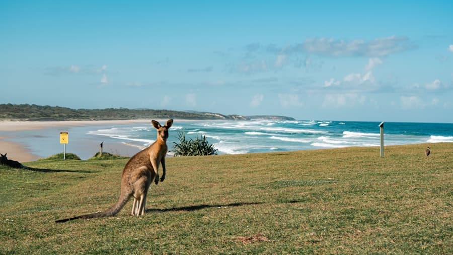 An eastern grey kangaroo on a grassy headland above a surf beach
